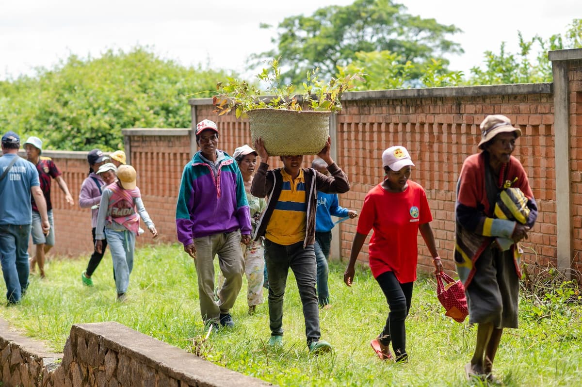 Reforestation du domaine du Rova d'Ilafy