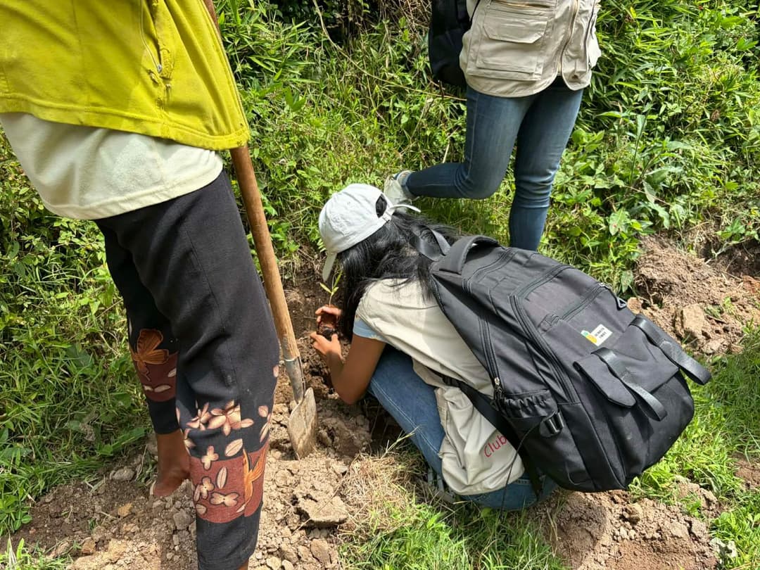 Reforestation du domaine du Rova d'Ilafy