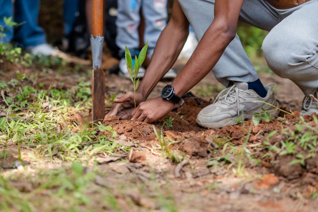 Reforestation du domaine du Rova d'Ilafy