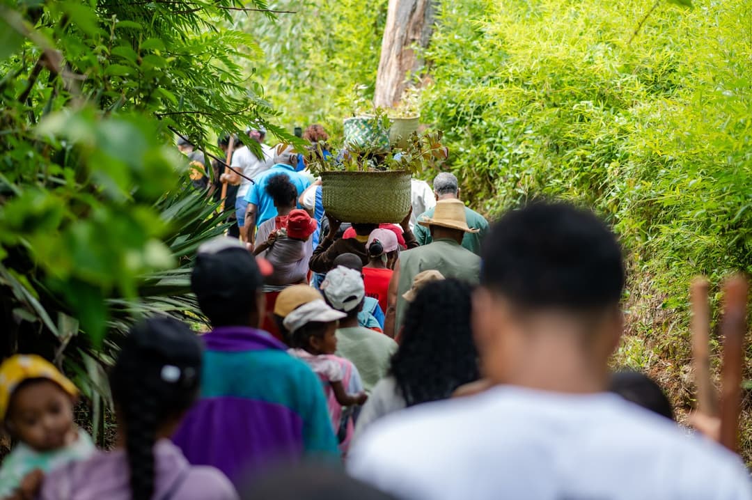 Reforestation du domaine du Rova d'Ilafy